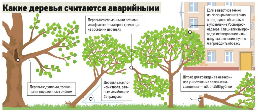 743 пп зеленые насаждения. Аварийный наклон дерева. Какое дерево считается аварийным. Признаки дерева. Признаки аварийности дерева.