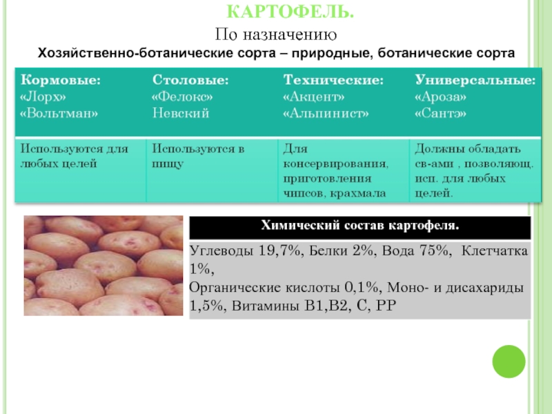 Характеристика описание сортов картофеля