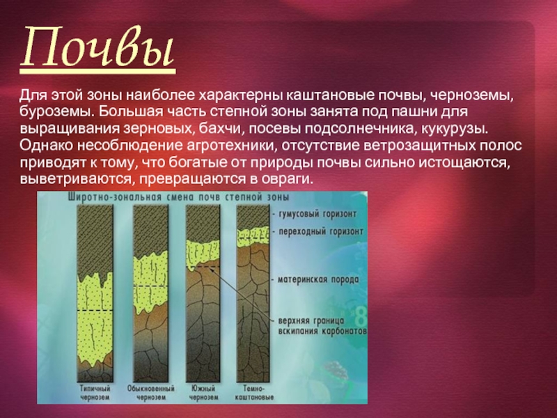 Какие почвы характерны для зоны. Черноземные почвы характерны для природной зоны. Черноземные почвы характерны. Казахстан каштановые почвы. Каштановые почвы природная зона.