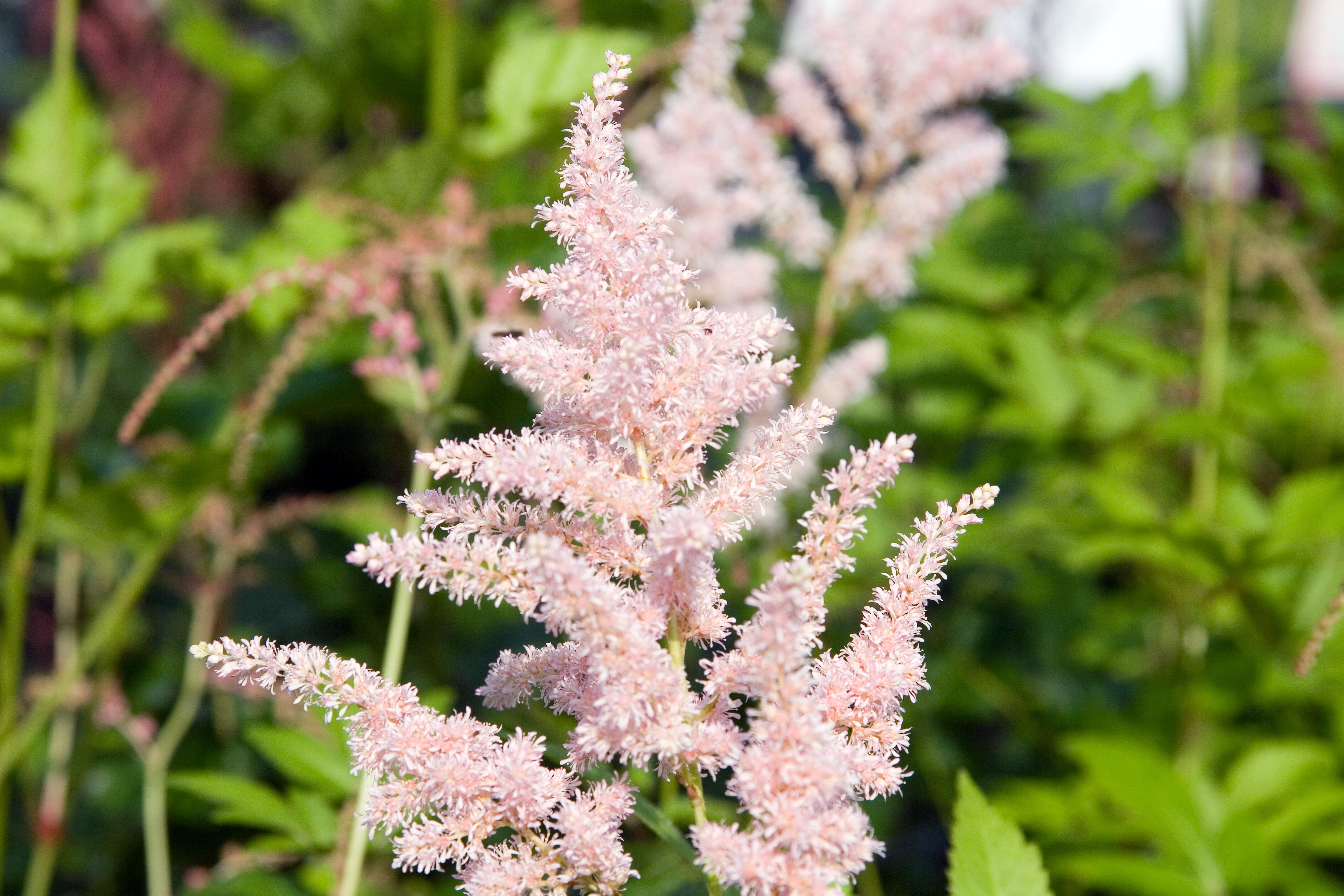 Астильба сорта с фото. Астильба японская Peach Blossom. Астильба Koblenz. Астильба Пич блоссом.