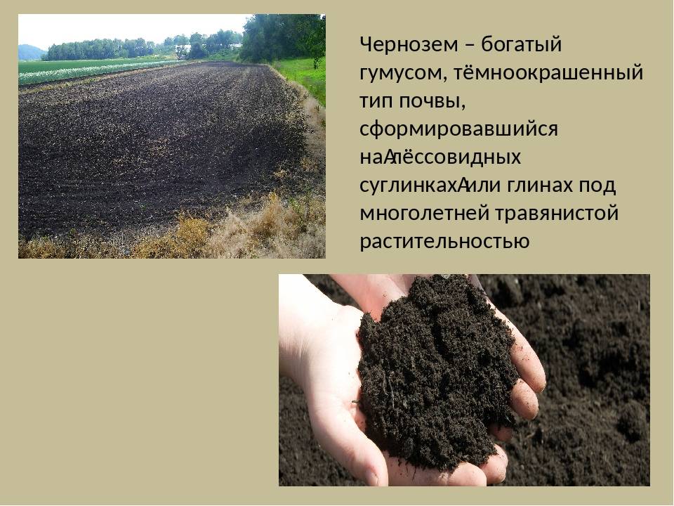 Гумус придает почве какой. Перегной в почве. Гумус почвы. Гумус черноземных почв. Почва чернозем.