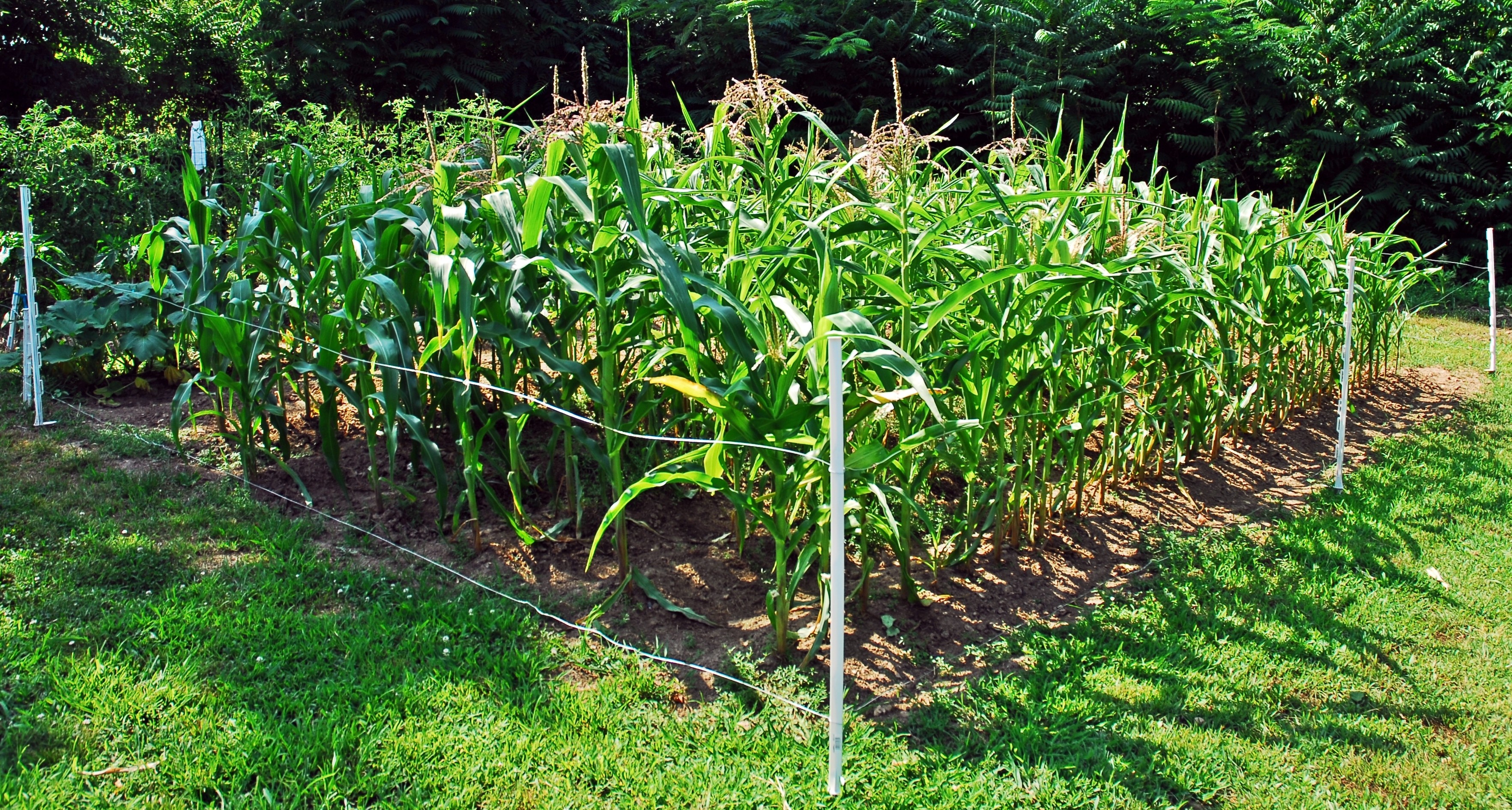 Как посадить кукурузу в огороде в открытый. Кукуруза Земляничная рассада. Кукуруза в огороде. Кукуруза растет на грядке. Посадка кукурузы.