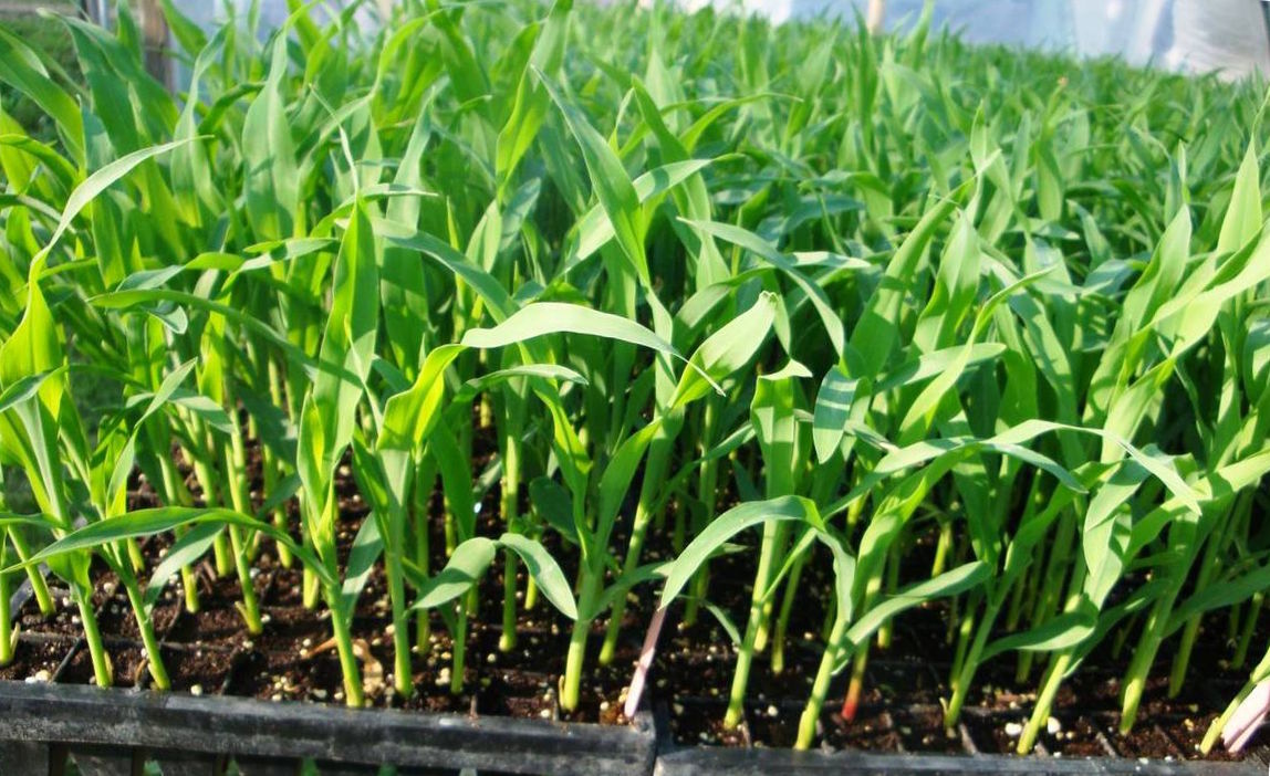 Как посадить кукурузу в огороде. Всходы кукурузы. Ботва кукурузы. Рассада кукурузы. Посев кукурузы.